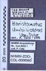 Etiketten zu Horistonotus umbilicatus (Van Dyke, 1932) (NHMW-ZOO-COL-0006960)